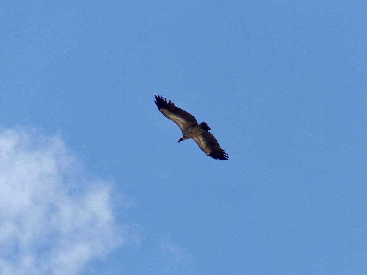 Buitre Dorsiblanco Africano - ML646755039