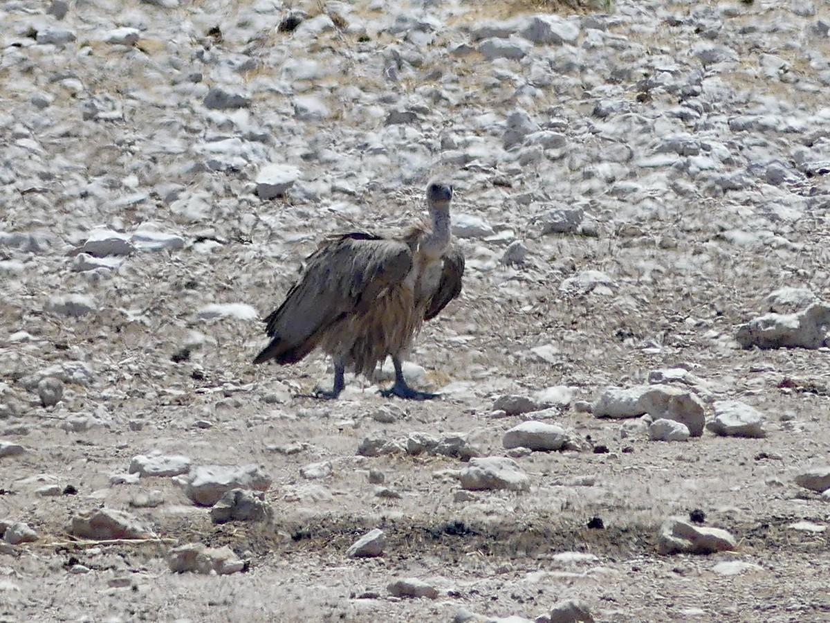 Buitre Dorsiblanco Africano - ML646755040