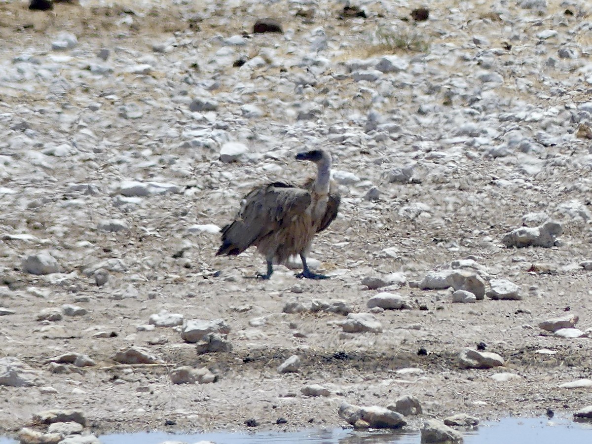 Buitre Dorsiblanco Africano - ML646755041