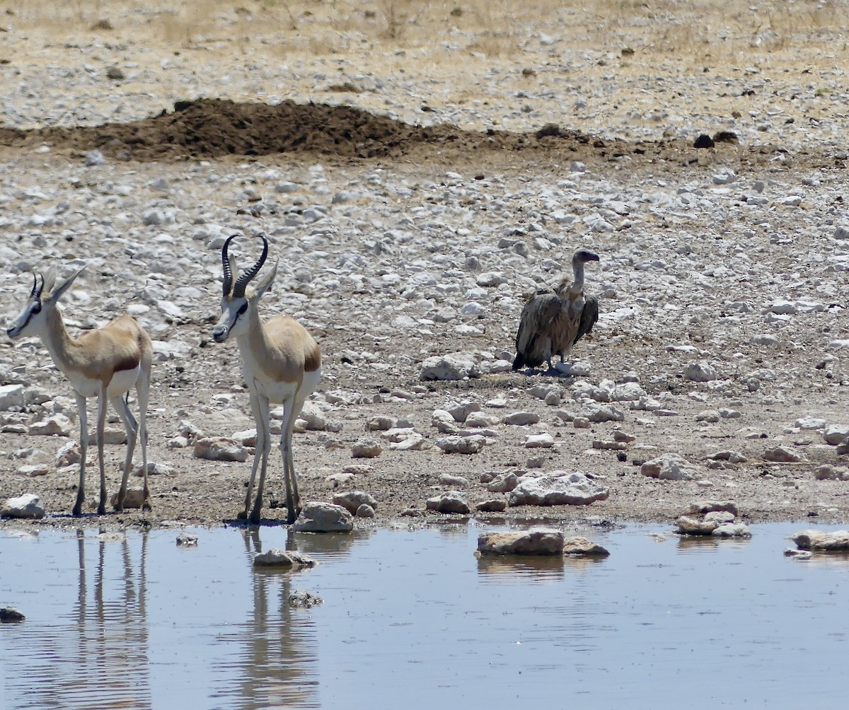 Buitre Dorsiblanco Africano - ML646755042