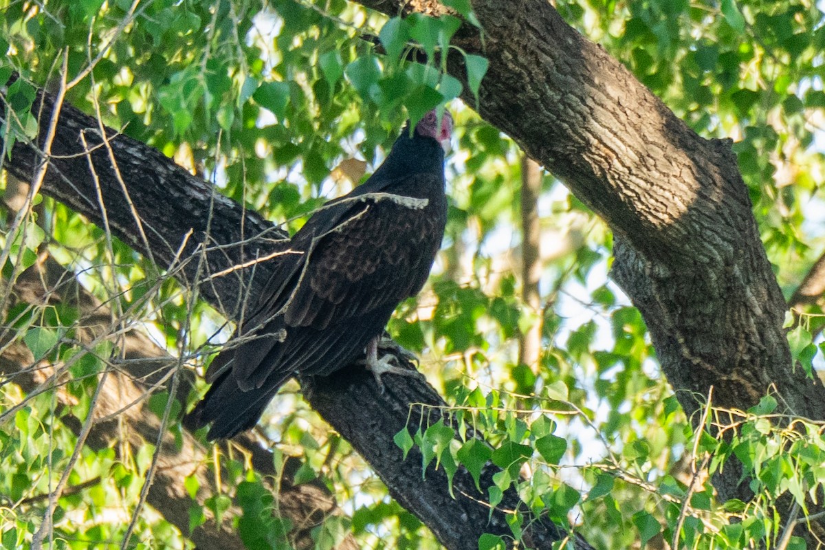 Turkey Vulture - ML646755043