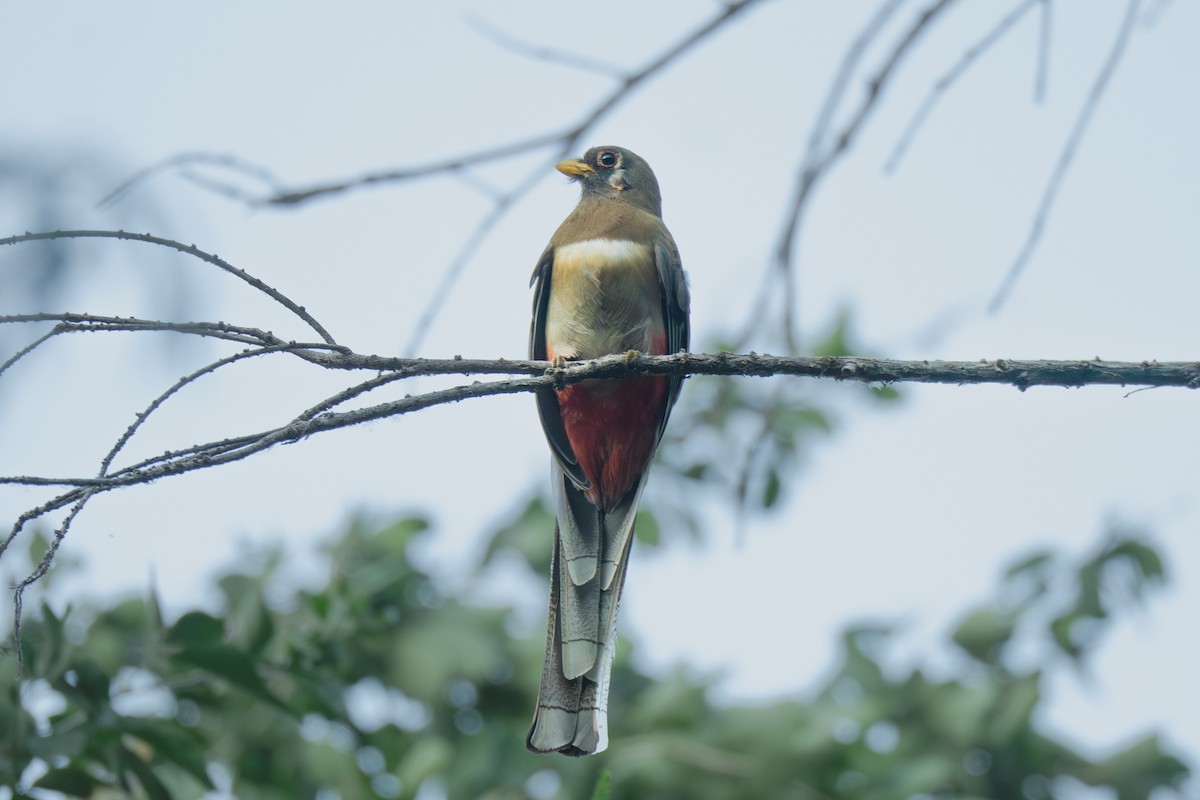Coppery-tailed Trogon - ML646755047