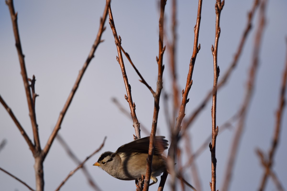 Dachsammer - ML646755048