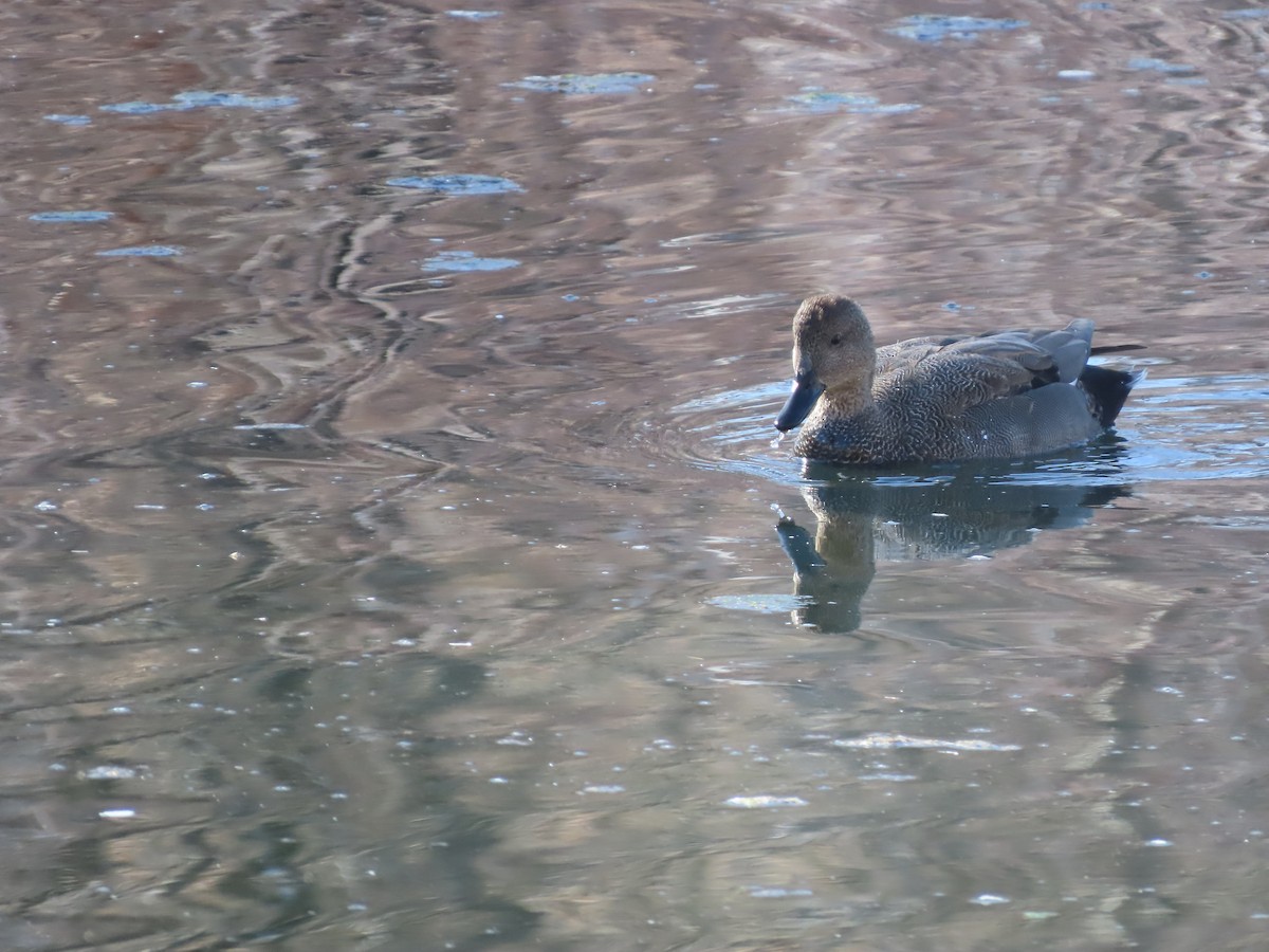 Boz Ördek - ML646755049