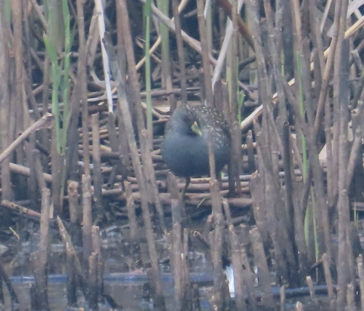 Australian Crake - ML646755050