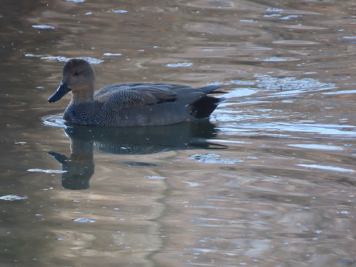 Boz Ördek - ML646755052