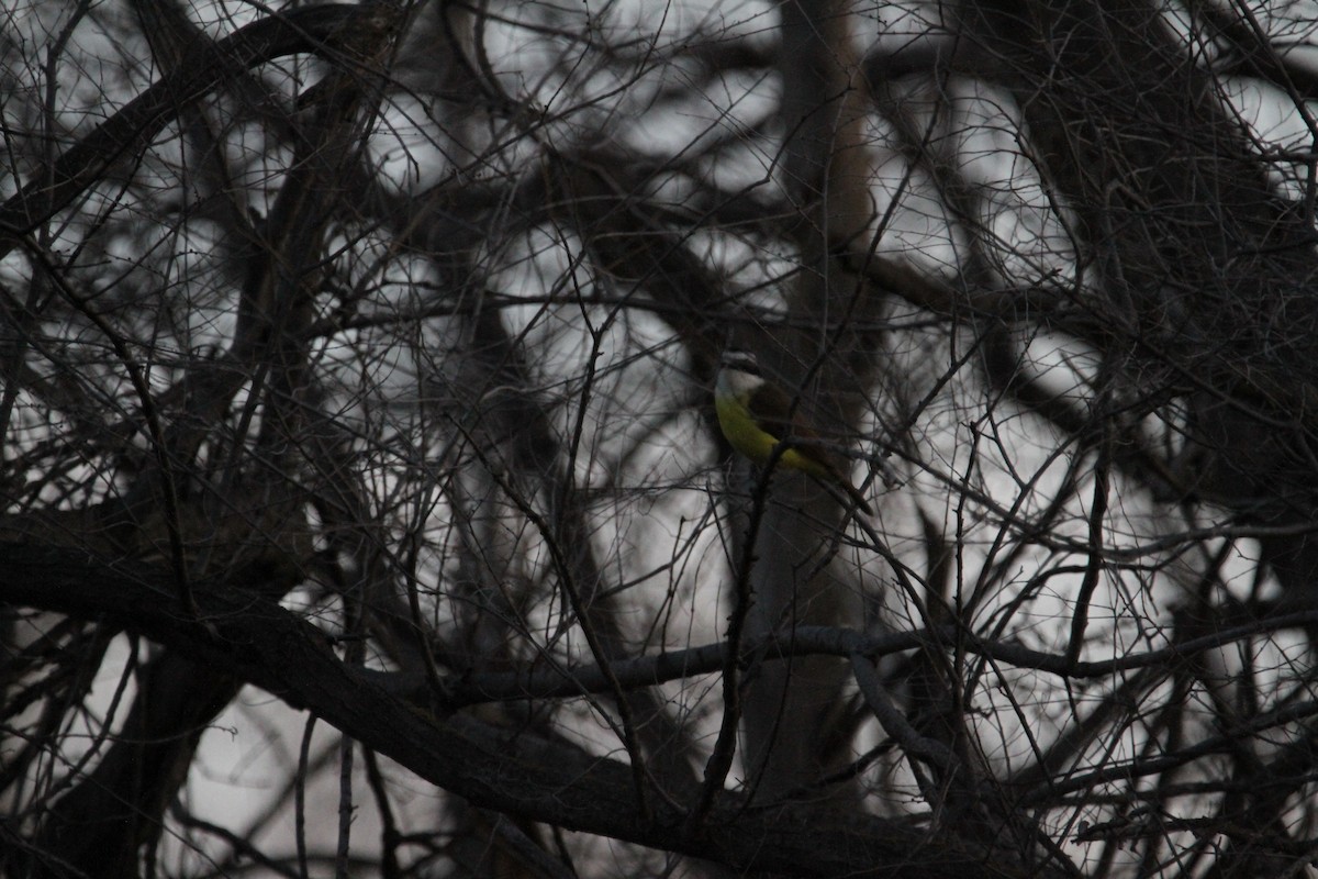 Bienteveo Común - ML646755053