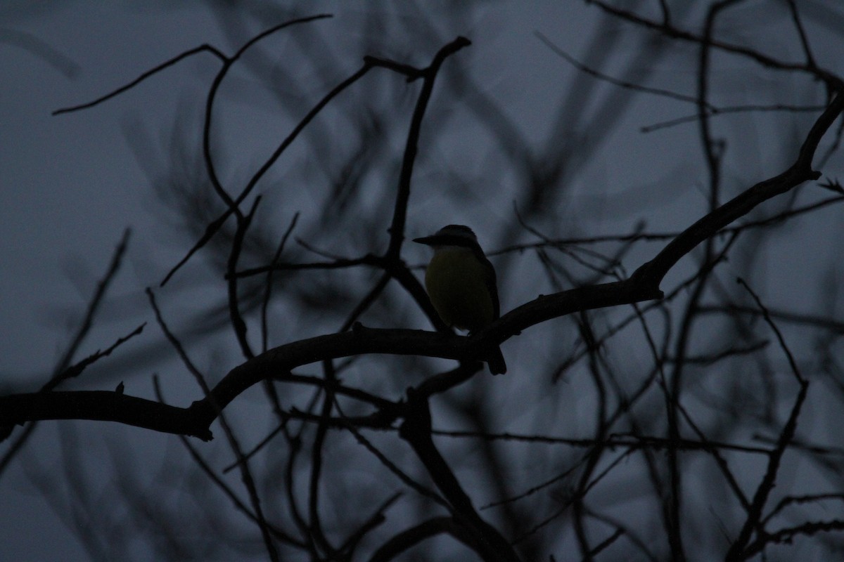 Bienteveo Común - ML646755054