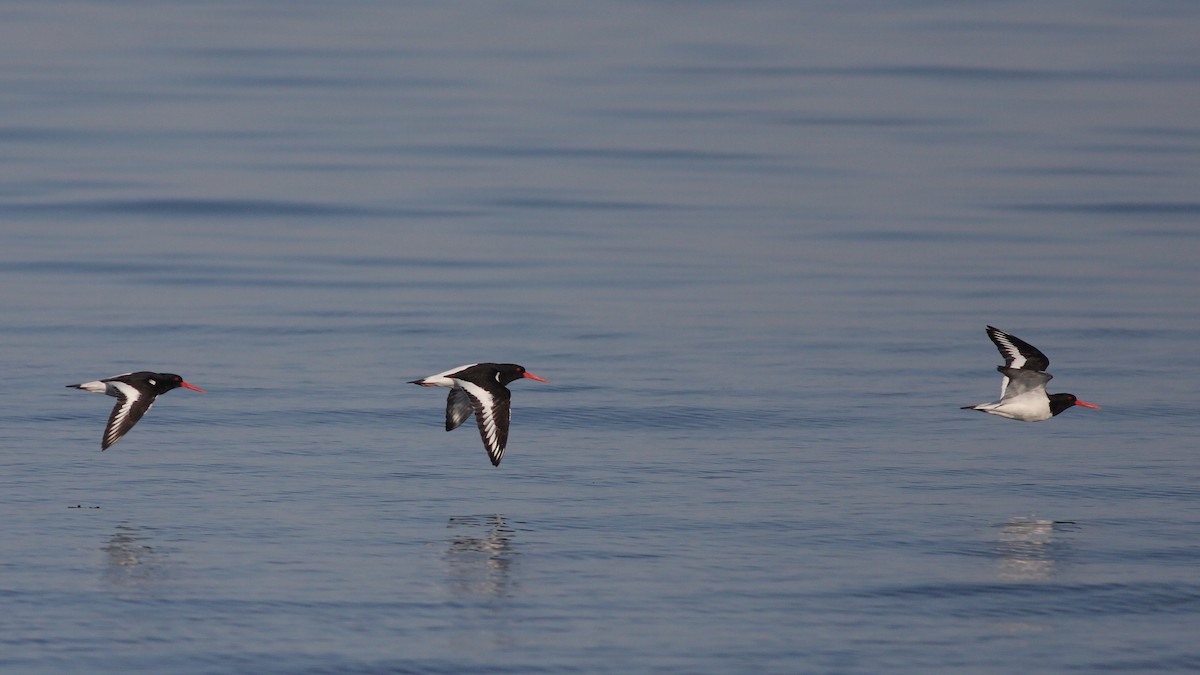Beccaccia di mare - ML646755055