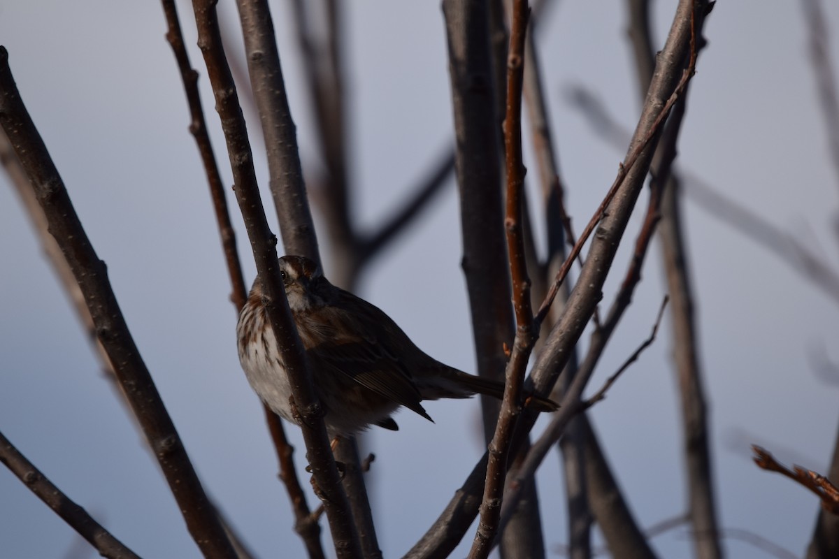 Singammer - ML646755056