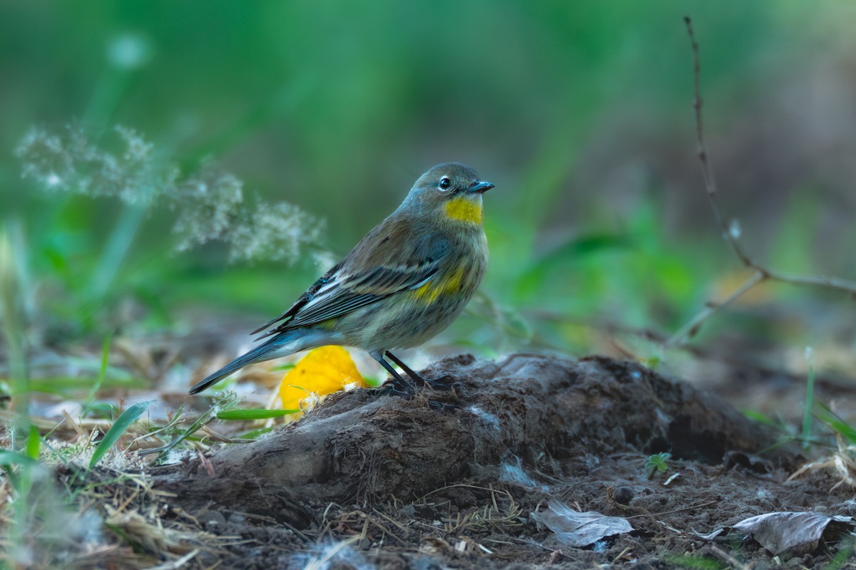 Пісняр-лісовик жовтогузий - ML646755057