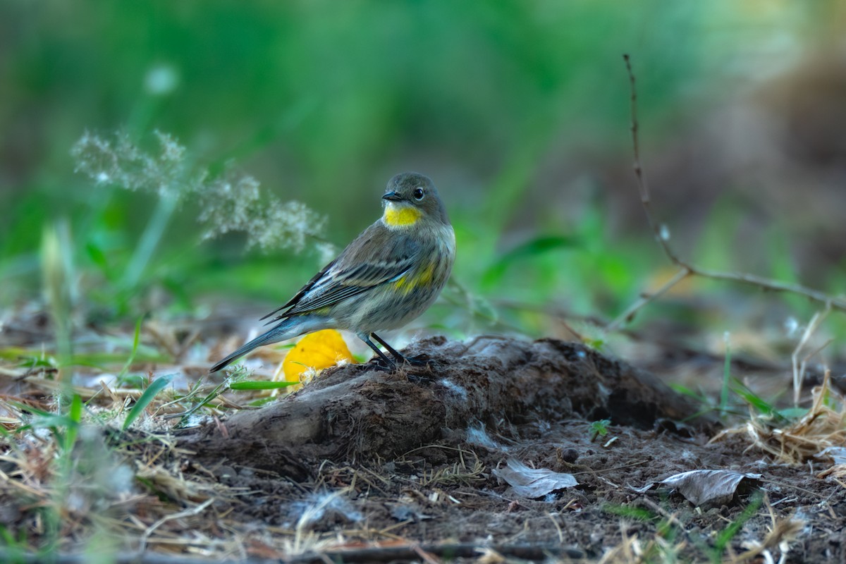 Пісняр-лісовик жовтогузий - ML646755058