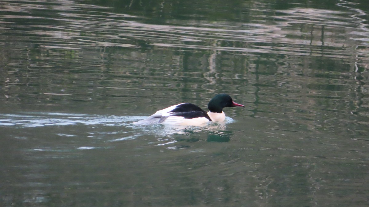 Serreta Grande - ML646755060