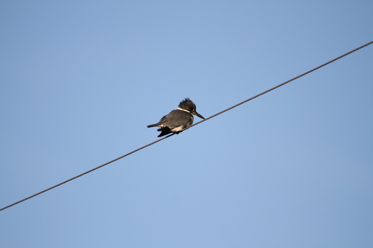 Martín Gigante Norteamericano - ML646755061