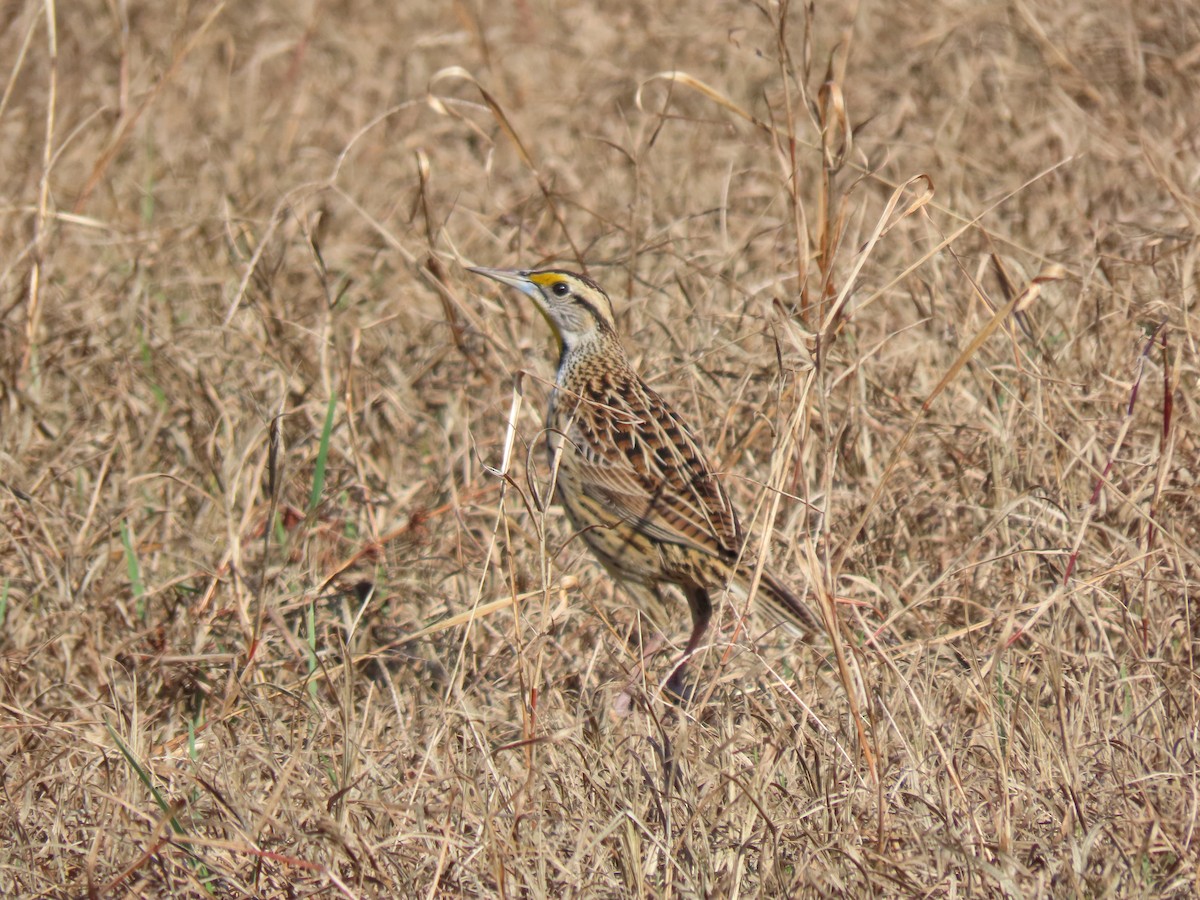 Eastern Meadowlark - ML646755064