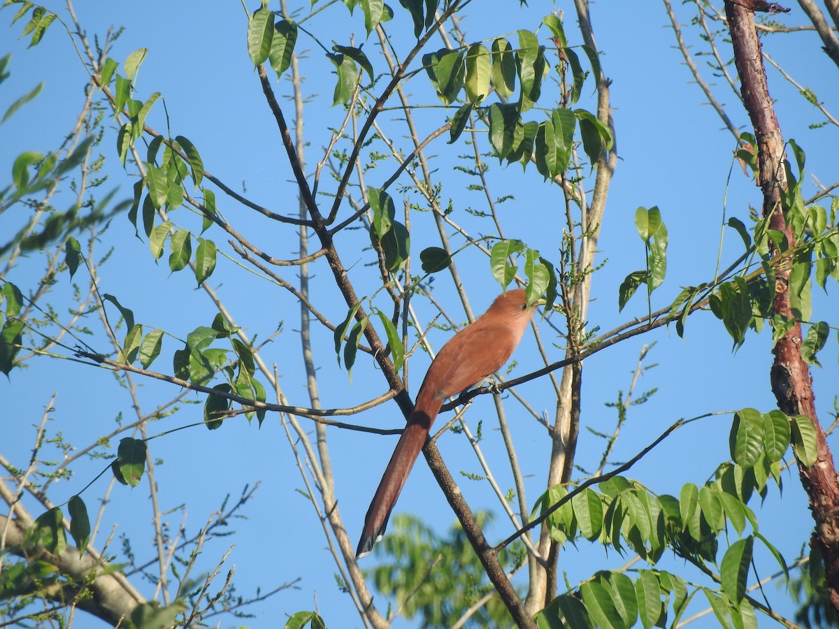 Mexican Squirrel-Cuckoo - ML646755065