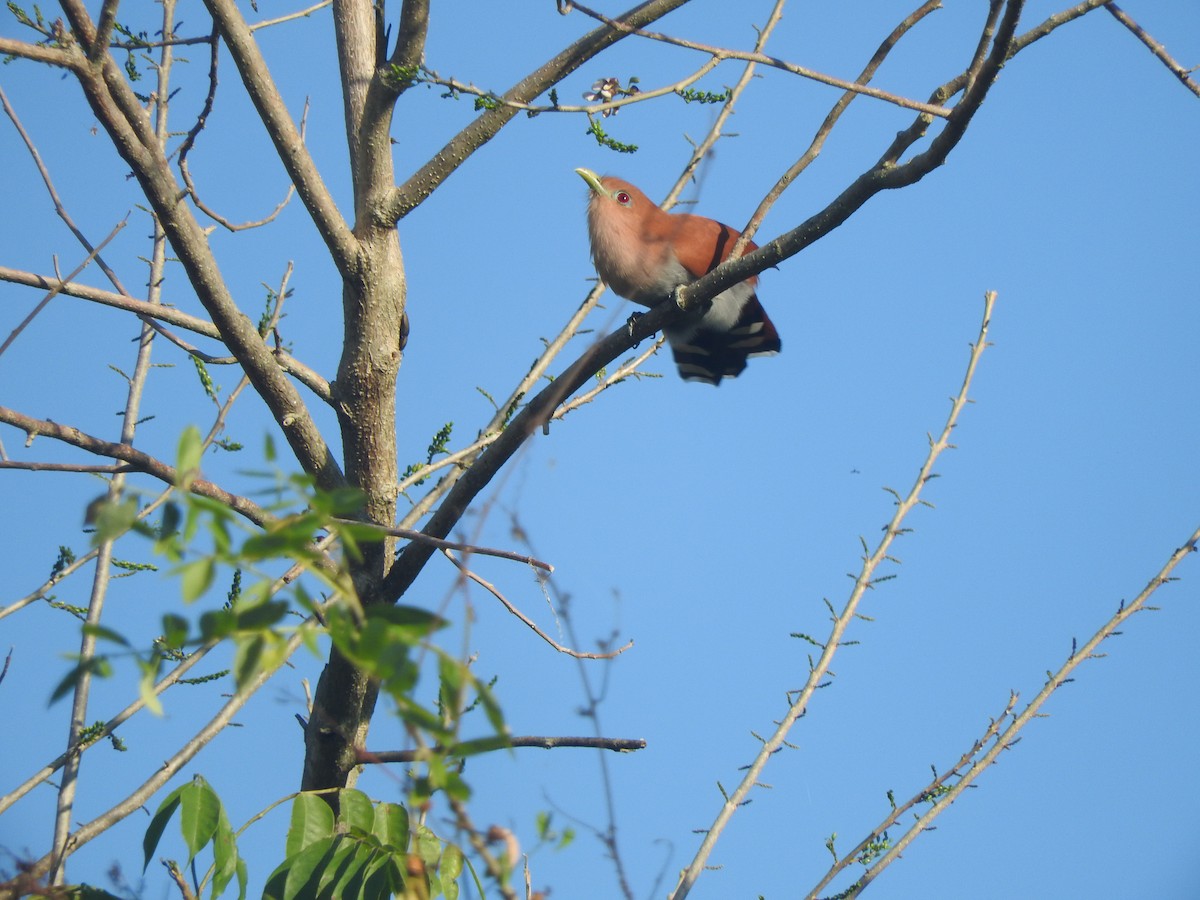 Mexican Squirrel-Cuckoo - ML646755066