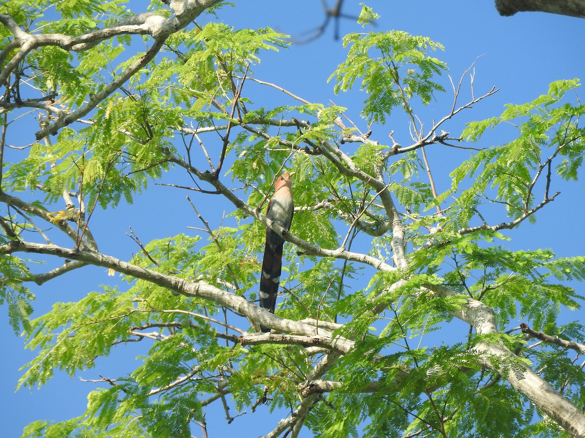 Mexican Squirrel-Cuckoo - ML646755067