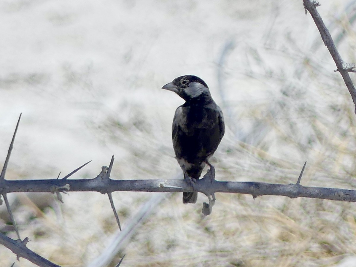 Terrera Dorsigrís - ML646755068