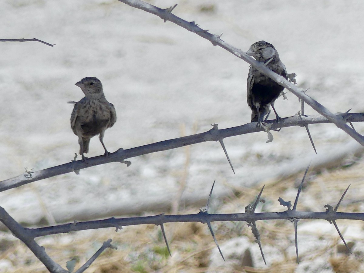 Terrera Dorsigrís - ML646755070