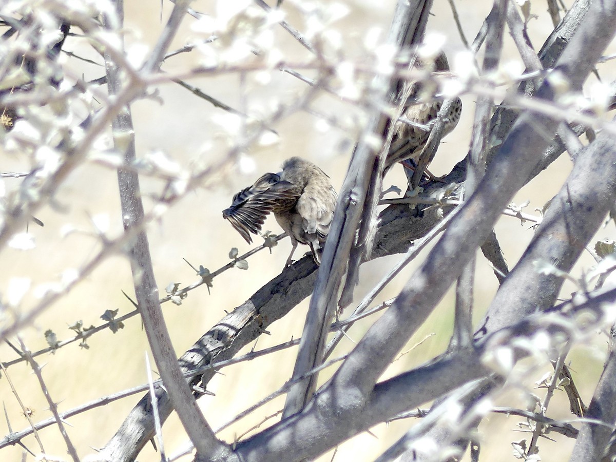 Terrera Dorsigrís - ML646755071