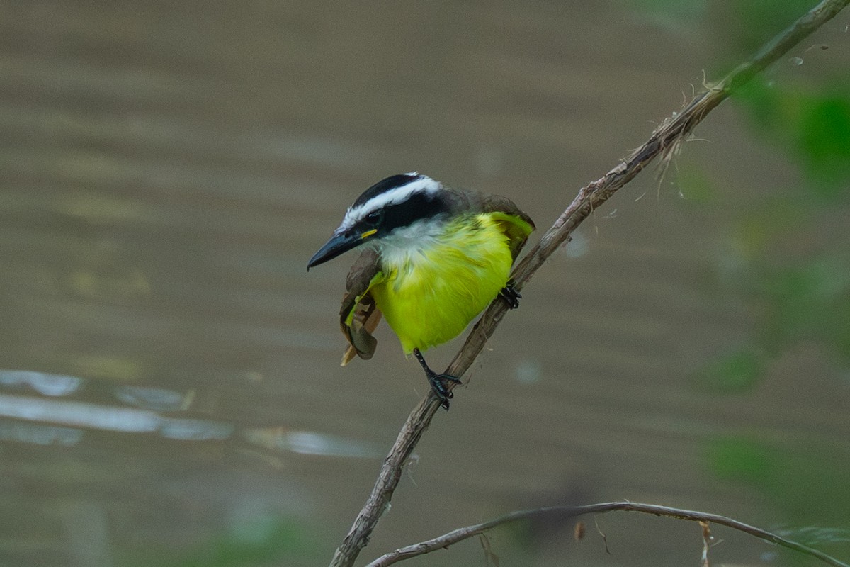 Пітанга велика - ML646755072