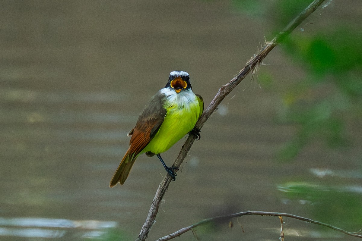 Пітанга велика - ML646755073