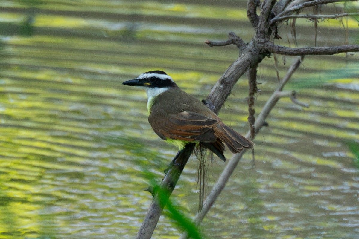 Пітанга велика - ML646755074