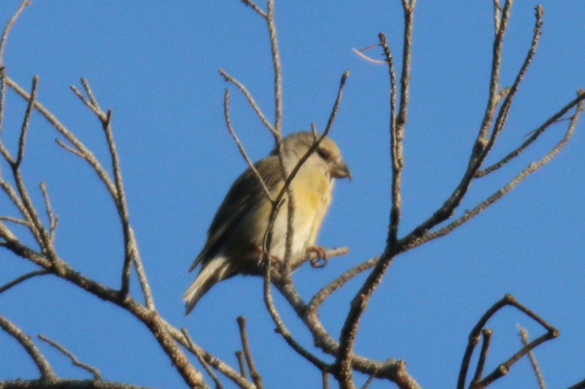 Red Crossbill - ML646755075