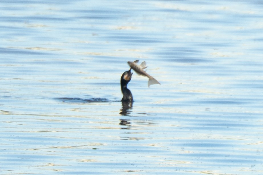 Баклан бразильський - ML646755076