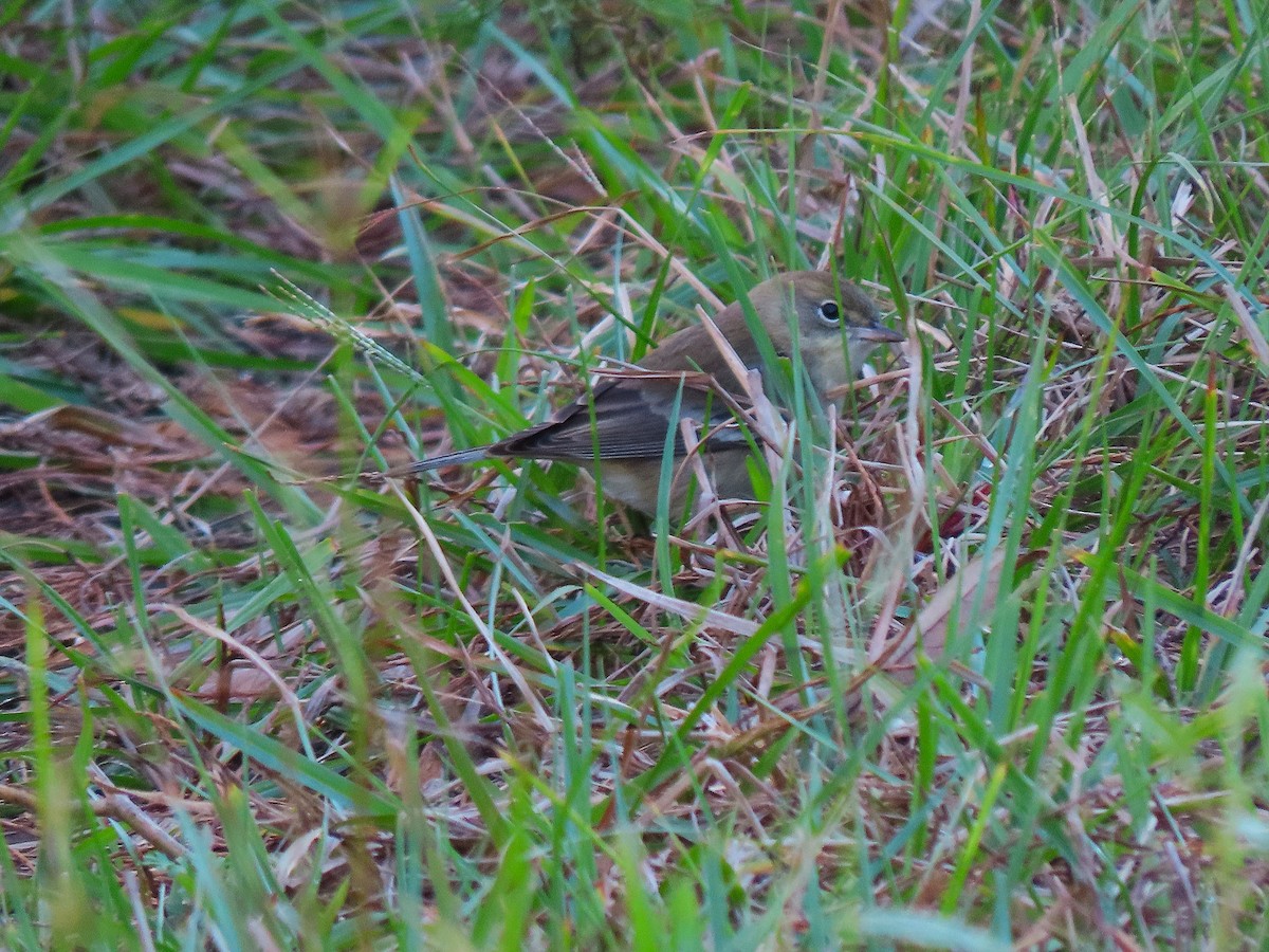 Pine Warbler - ML646755077