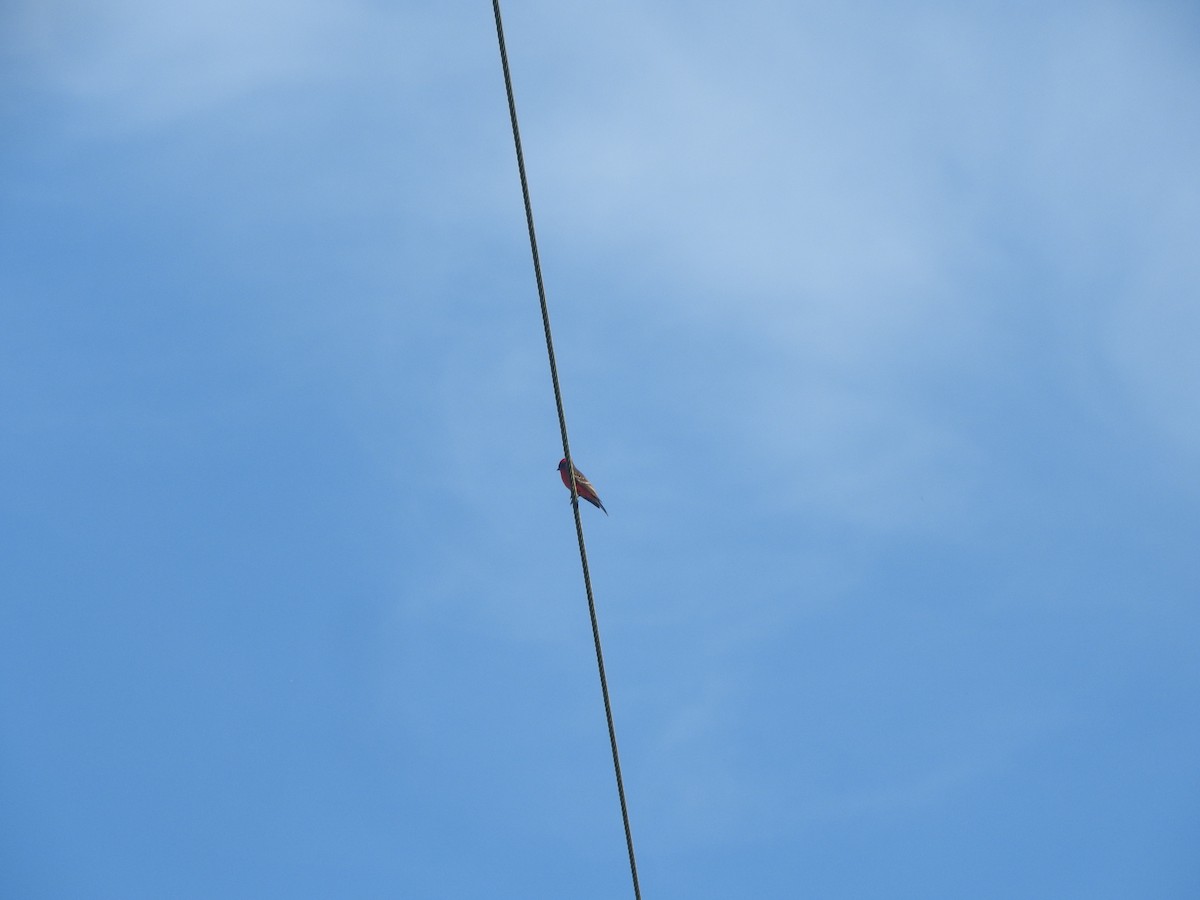 ベニタイランチョウ - ML646755079