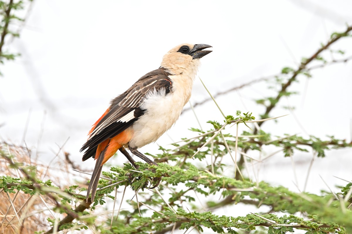 White-headed Buffalo-Weaver - ML646755080