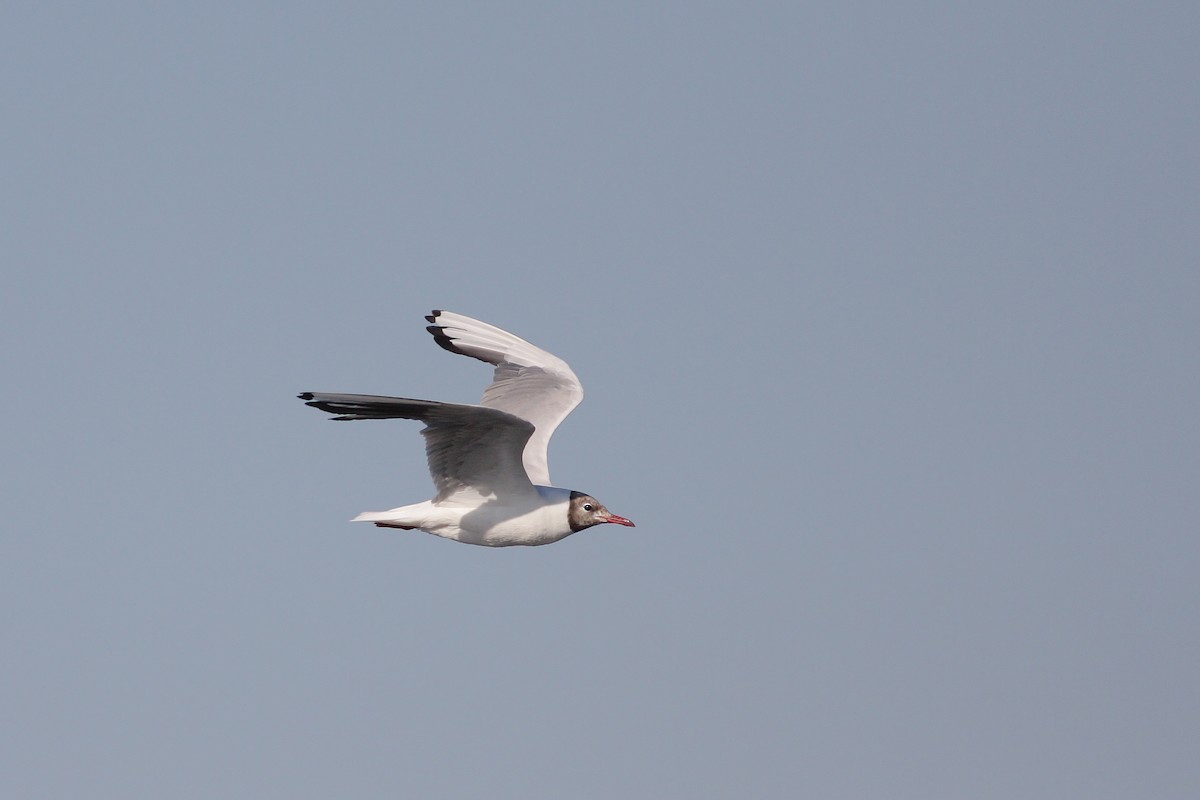 Gabbiano comune - ML646755081