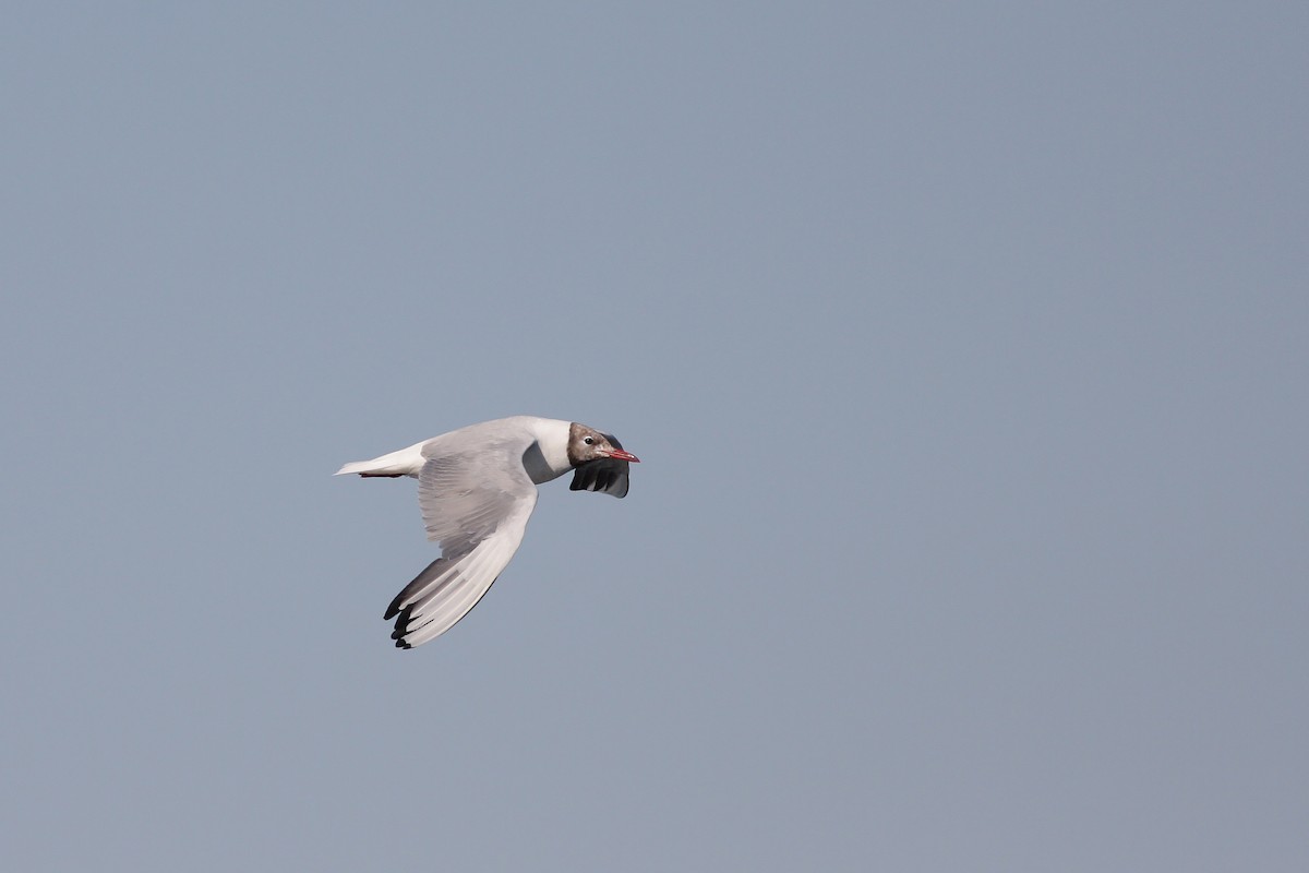 Gabbiano comune - ML646755082