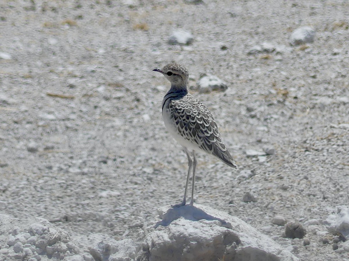 Бігунець смугастоволий - ML646755083