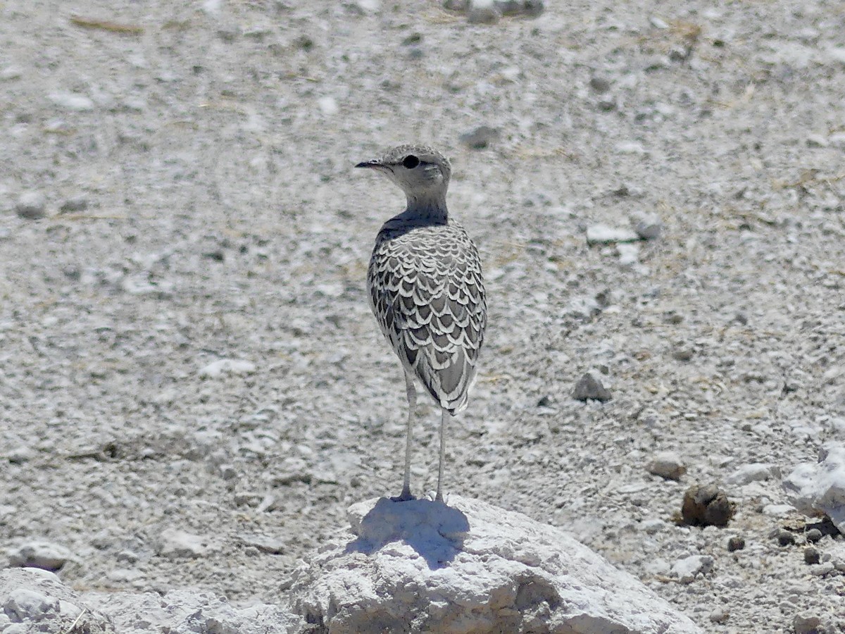 Бігунець смугастоволий - ML646755084