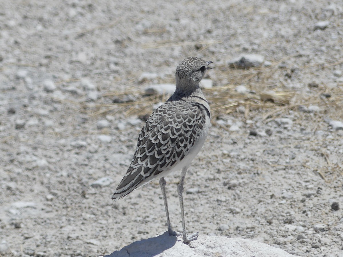 Бігунець смугастоволий - ML646755085