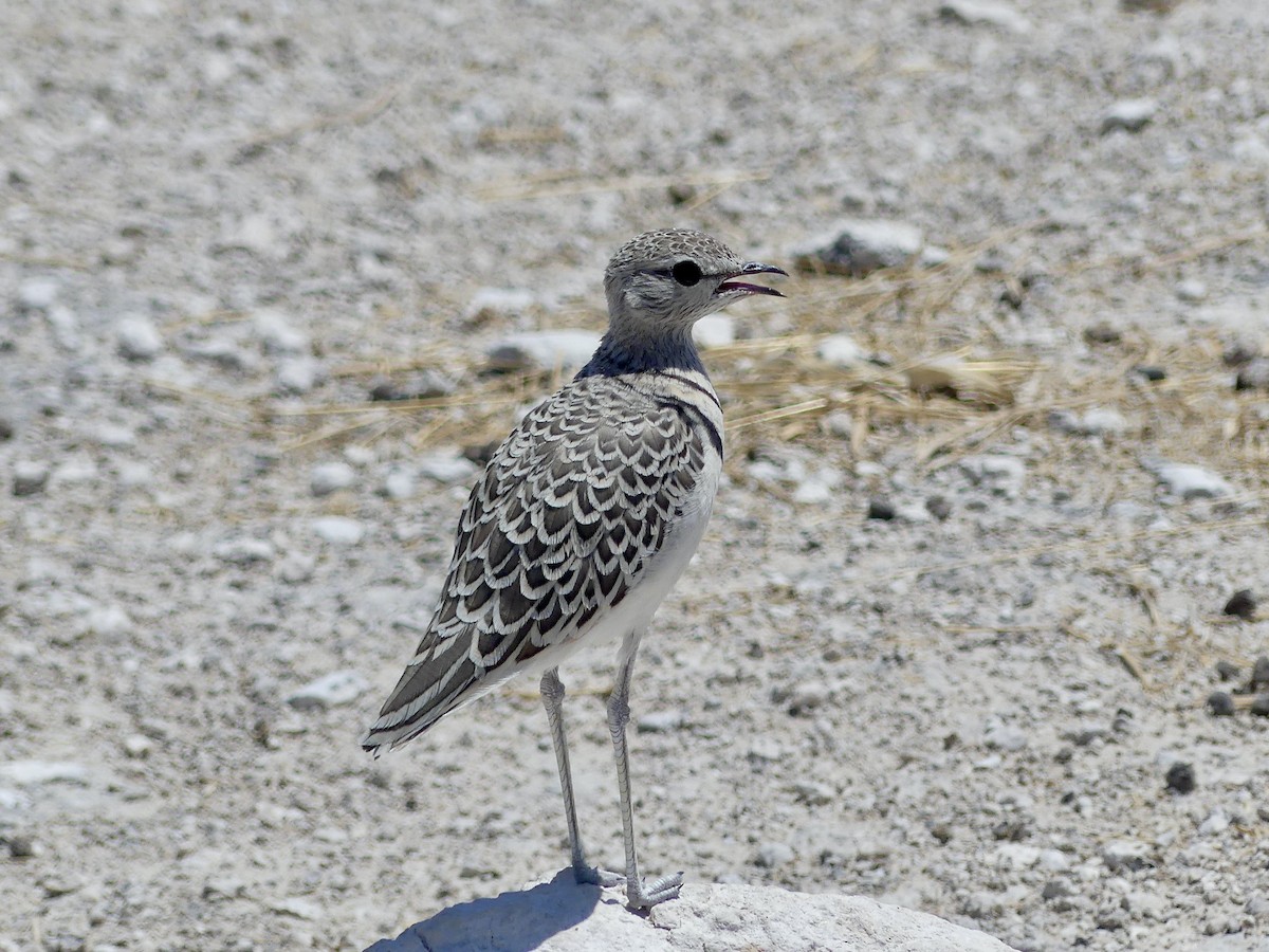 Бігунець смугастоволий - ML646755086