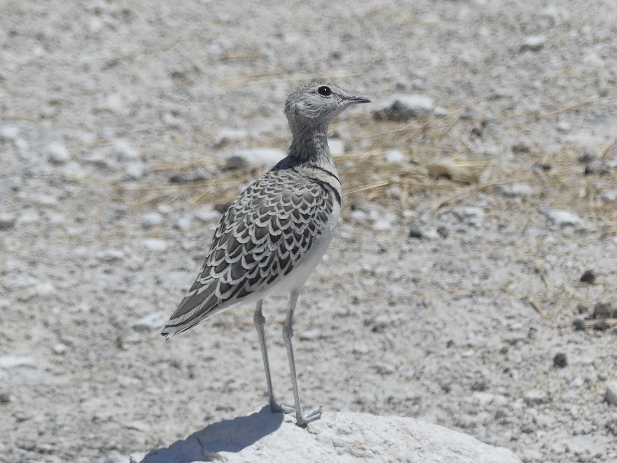 Бігунець смугастоволий - ML646755087