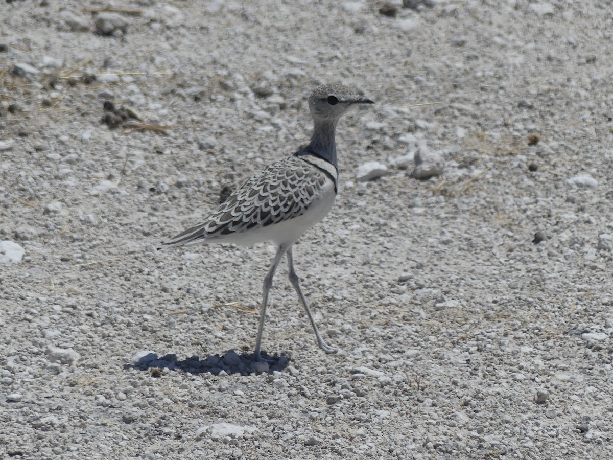 Бігунець смугастоволий - ML646755088