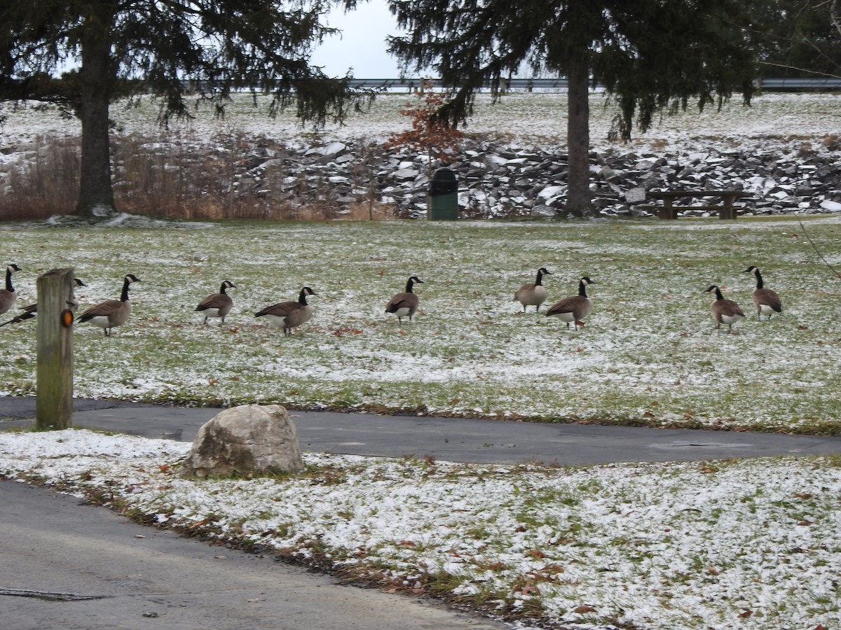 Canada Goose - ML646755090
