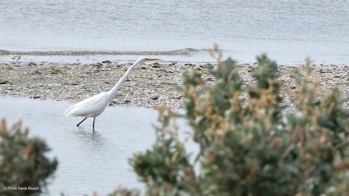 Great Egret - ML646755091
