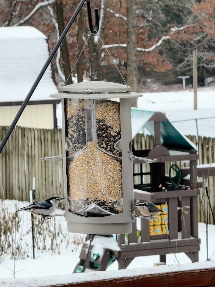 brhlík americký - ML646755092