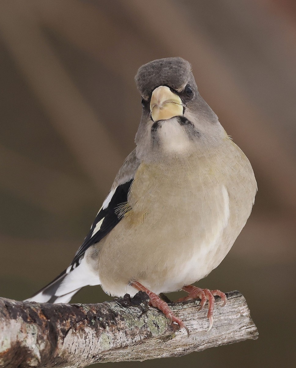 Evening Grosbeak - ML646755093