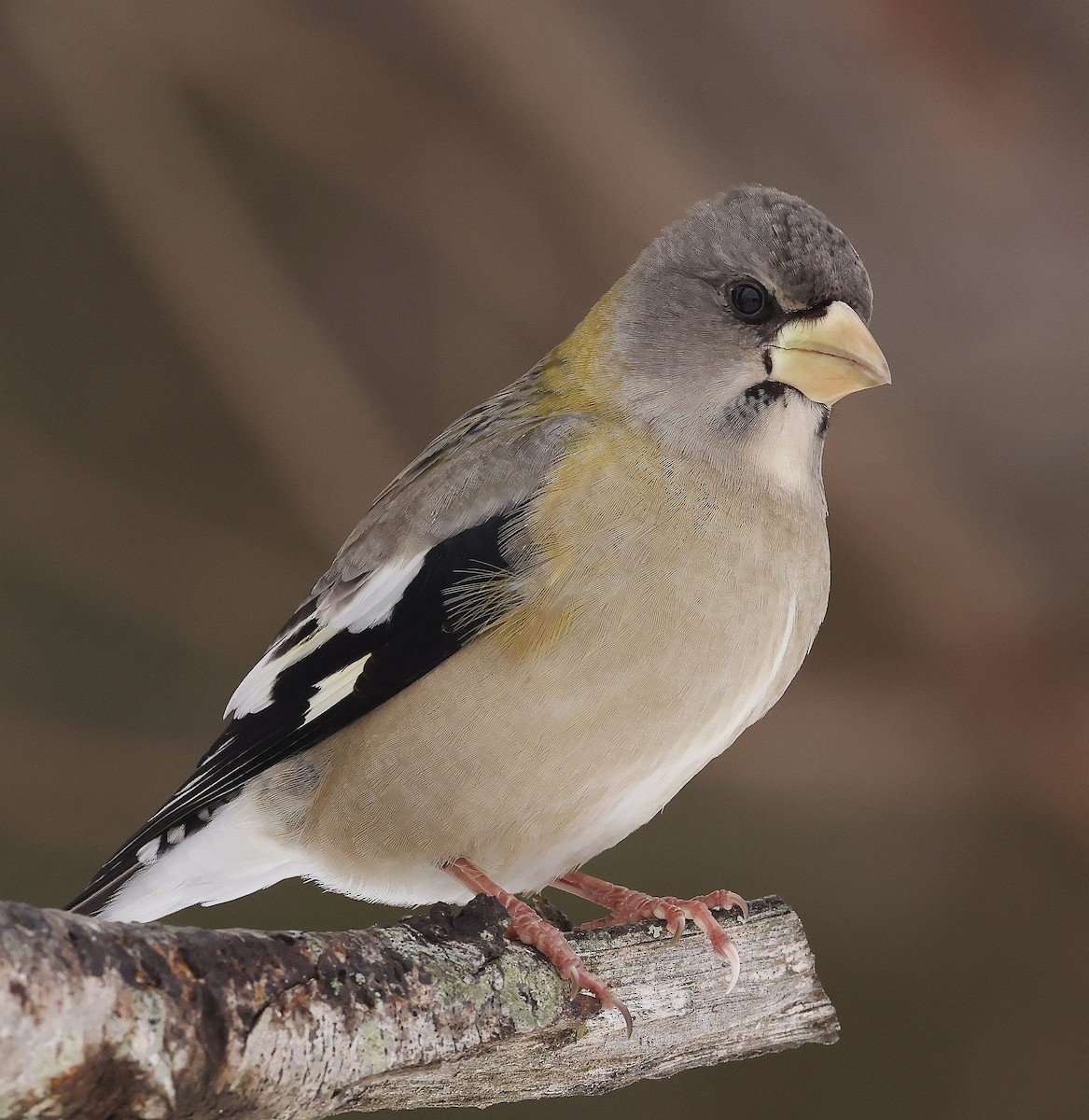 Evening Grosbeak - ML646755094
