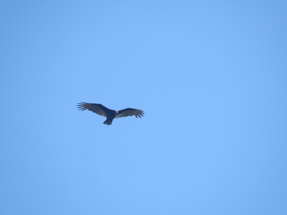 Turkey Vulture - ML646755095