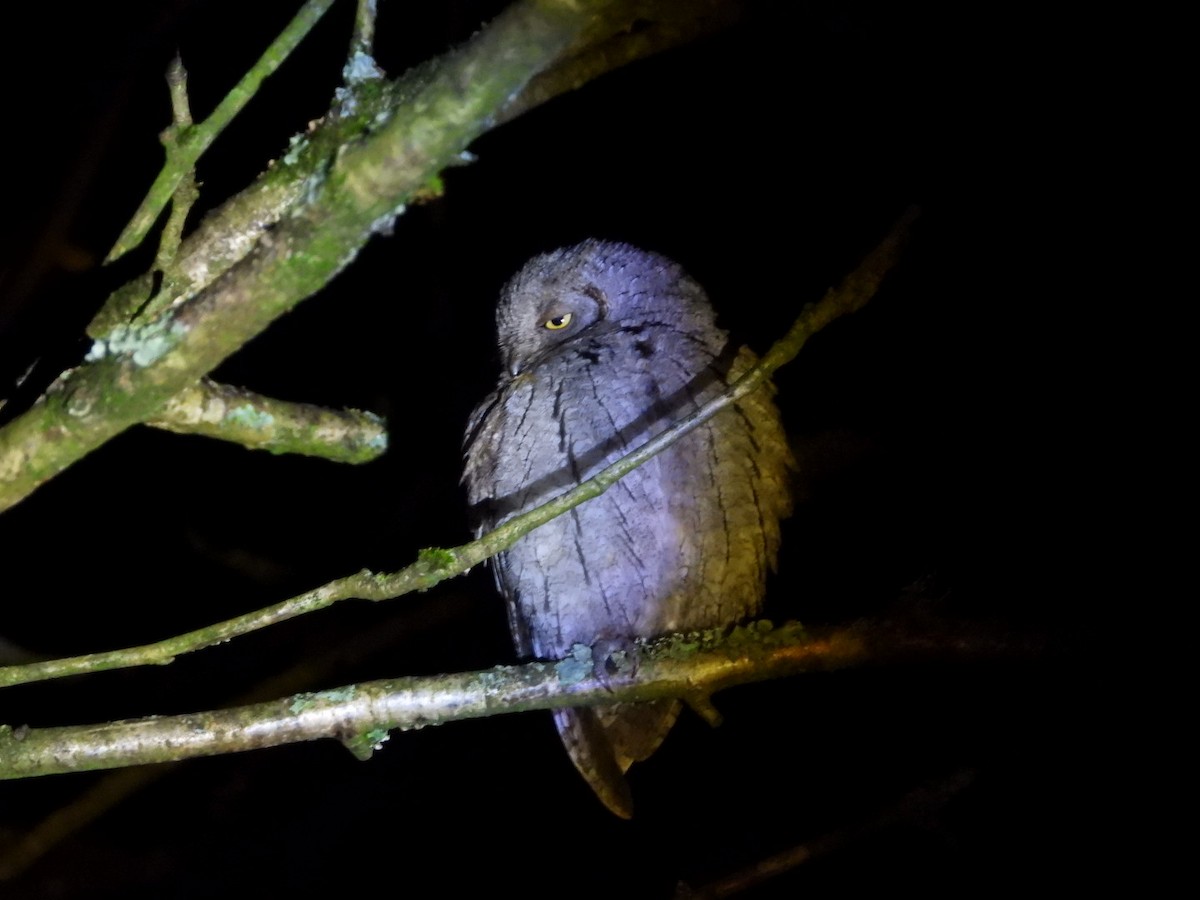 Eurasian Scops-Owl - ML646755096