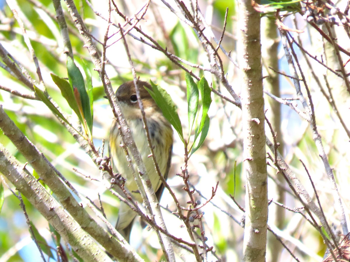 Yellow-rumped Warbler - ML646755099