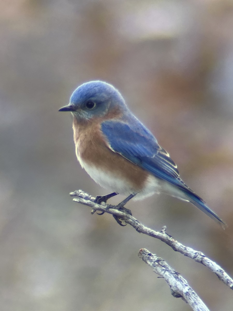 Eastern Bluebird - ML646755100